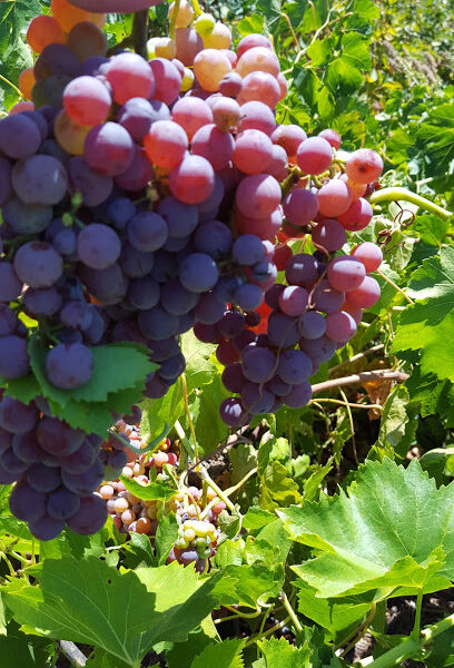 Paradise Valley Vineyards