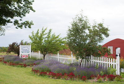 Harbor View Nursery And Lavender Farm