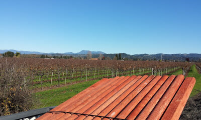 Bialla Vineyards