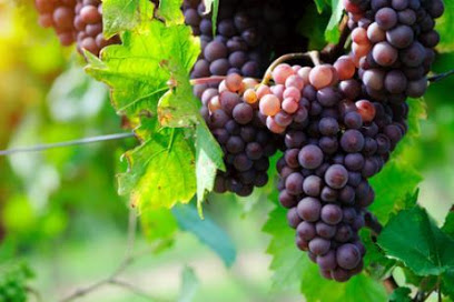 Long Island Wineries