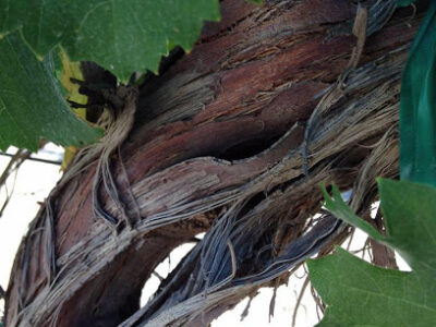 Vital Wines