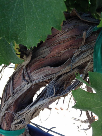 Vital Wines