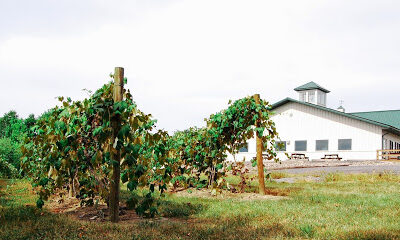 Penguin Bay Winery
