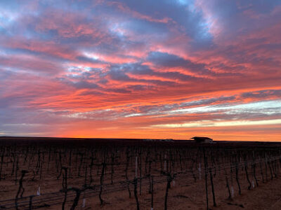 Oswald Vineyard