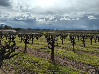Cooper Vineyards