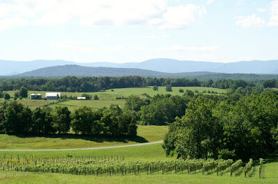 Five Oaks Vineyard