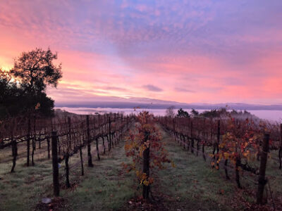 Baehner Fournier Vineyards