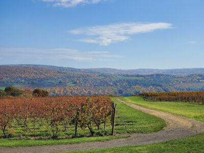 Grapevine Country Tours
