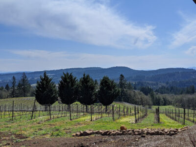 Bryn Mawr Vineyards