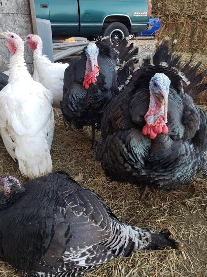 A Willard Farm