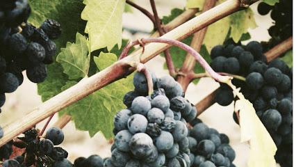 Oeno Winemaking