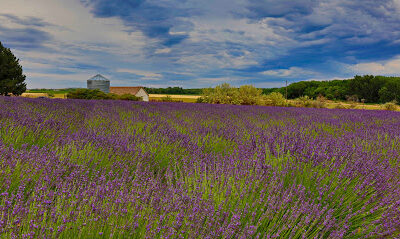 Lakeside Lavender Farm