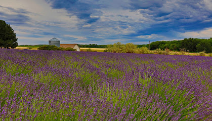 Lakeside Lavender Farm