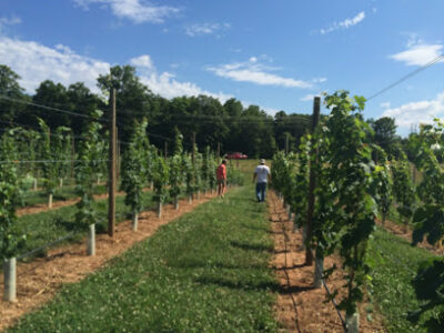 Cunningham Creek Winery