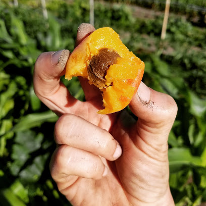 Esencia Farm