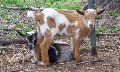 The Land of Milk & Honey Farm & Soap Co.