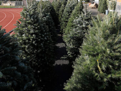 Spartans Tree Lot