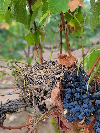 Old Coach Vineyards