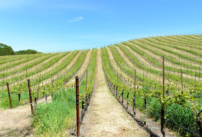 Moaveni Vineyards