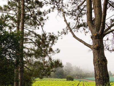 Lester Estate Wines | Deer Park Ranch