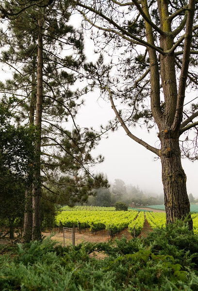 Lester Estate Wines | Deer Park Ranch