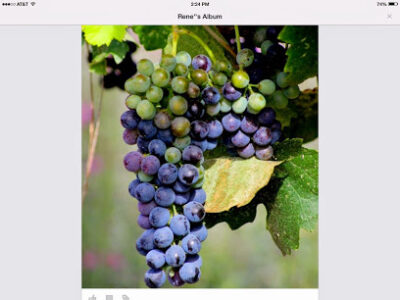 Barrel Springs Winery