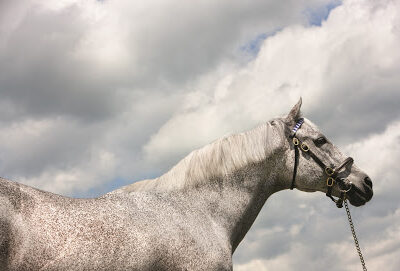 Godolphin at Jonabell Farm, home of the Darley stallions