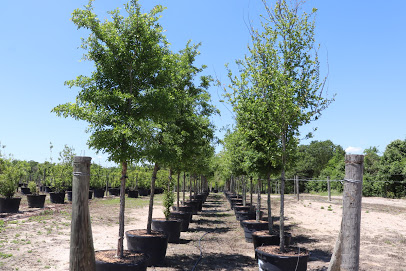 Brazos Valley Tree Farm