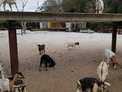 Callaway Goat Farm