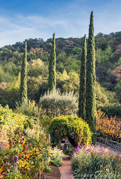 La Rusticana D'Orsa Vineyards