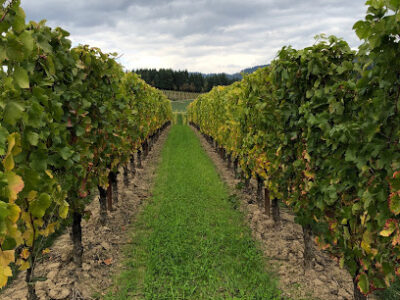 Arborbrook Vineyards LLC