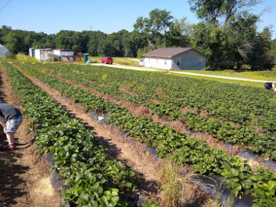 Hedgecock Strawberry Farm