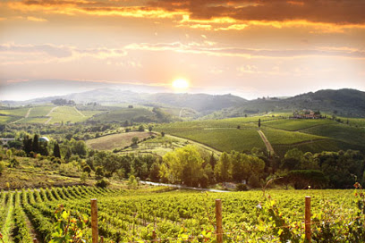 Last Bottle Wines