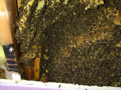 Jones Family Honey