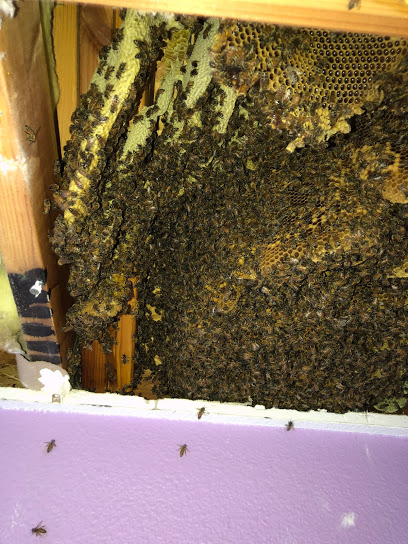 Jones Family Honey