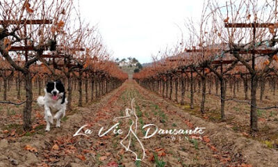 La Vie Dansante Wines