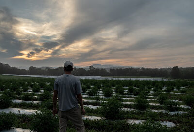 Haygood Farms - USDA Organic Hemp | Grown in Tennessee