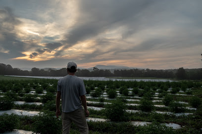 Haygood Farms - USDA Organic Hemp | Grown in Tennessee