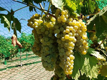 San Agustín Vineyards