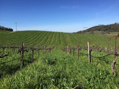 Clockspring Vineyards