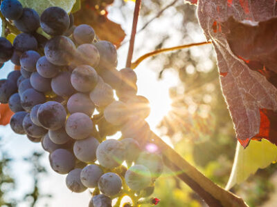 Lost Oak Winery