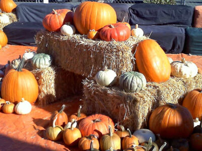 ABC Tree Farms & Pick of the Patch Pumpkins