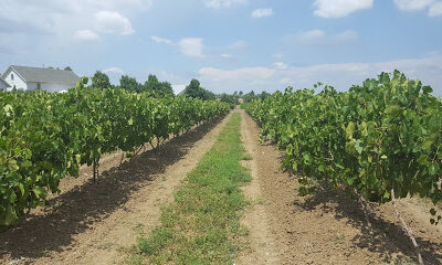 Blue Mountain Vineyards