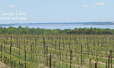 Hosmer Winery
