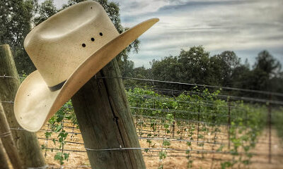 Via Romano Vineyards