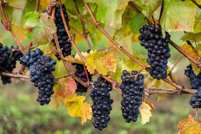 Croft Vineyards