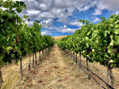 The Walls Vineyards