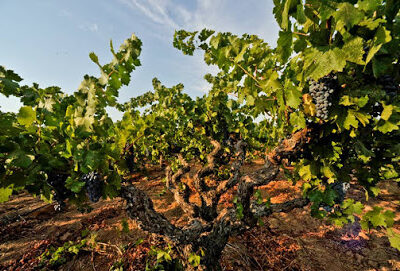 Di Stasio Vineyards and Wines