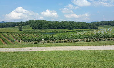 Vineyards for Biltmore Winery
