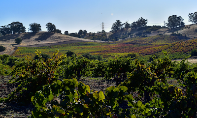 Viano Vineyards